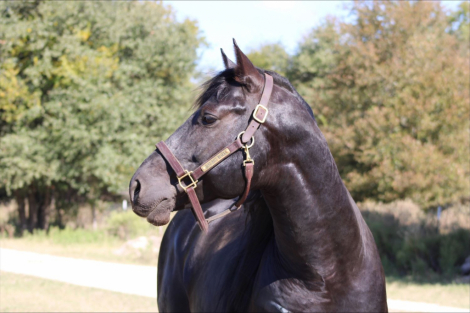 HorseID: 2309334 JUST RITE BLACK - PhotoID: 1093717