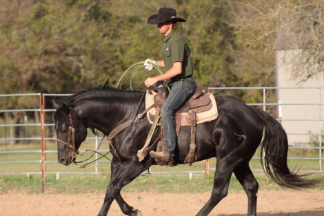 HorseID: 2309334 JUST RITE BLACK - PhotoID: 1093718