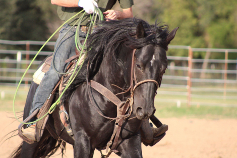 HorseID: 2309334 JUST RITE BLACK - PhotoID: 1093719