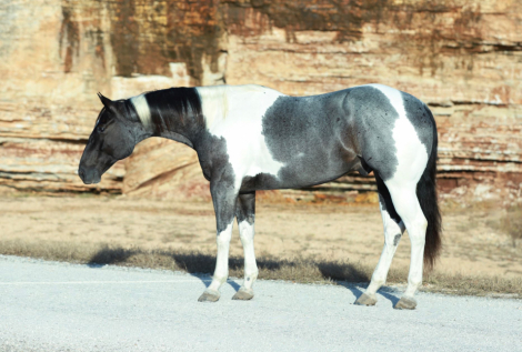 HorseID: 2309335 CALICO BLUE BOY - PhotoID: 1093722