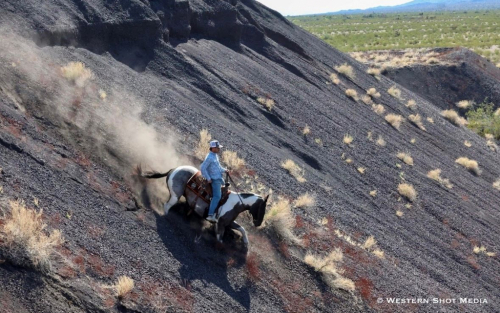 HorseID: 2309335 CALICO BLUE BOY - PhotoID: 1093723