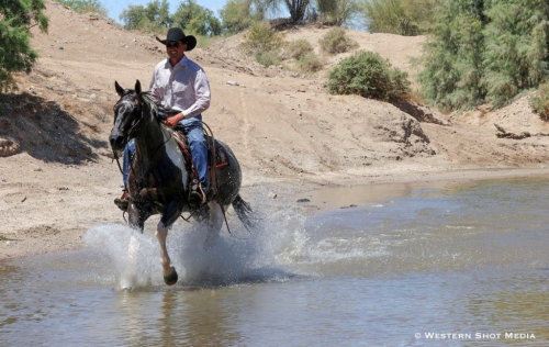 HorseID: 2309335 CALICO BLUE BOY - PhotoID: 1093724