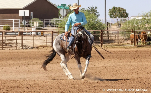 HorseID: 2309335 CALICO BLUE BOY - PhotoID: 1093725