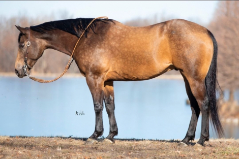 HorseID: 2309336 PADDY'S GIN SAHARA JW - PhotoID: 1093726