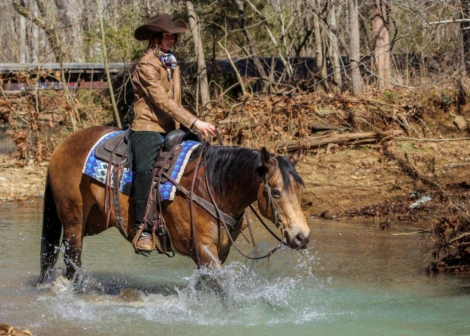 HorseID: 2309336 PADDY'S GIN SAHARA JW - PhotoID: 1093727