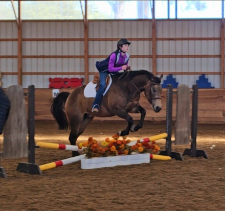 HorseID: 2309336 PADDY'S GIN SAHARA JW - PhotoID: 1093728