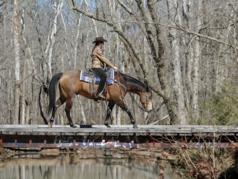 HorseID: 2309336 PADDY'S GIN SAHARA JW - PhotoID: 1093729