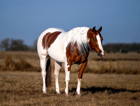 HorseID: 2309337 VALENTINES JUSTINTIME - PhotoID: 1093730