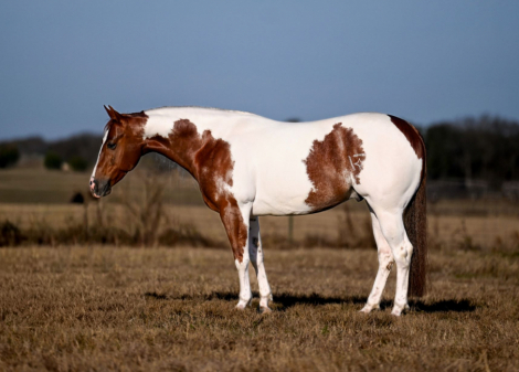 HorseID: 2309337 VALENTINES JUSTINTIME - PhotoID: 1093731