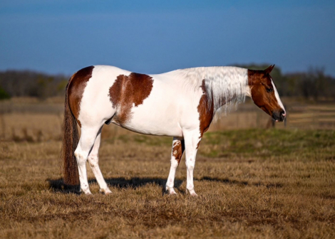 HorseID: 2309337 VALENTINES JUSTINTIME - PhotoID: 1093732