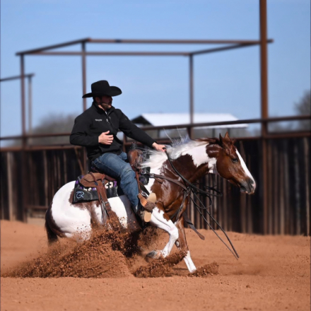 HorseID: 2309337 VALENTINES JUSTINTIME - PhotoID: 1093733