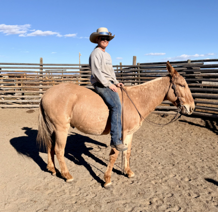 HorseID: 2309343 Amigo - PhotoID: 1093747