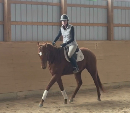 HorseID: 2309345 Gunner's Gold - PhotoID: 1093763