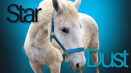 HorseID: 2309346 Star Dust - PhotoID: 1093750