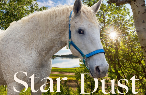 HorseID: 2309346 Star Dust - PhotoID: 1093751