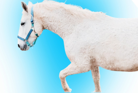 HorseID: 2309346 Star Dust - PhotoID: 1093752