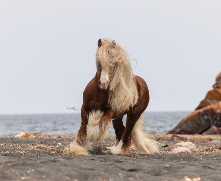 HorseID: 2309364 SSFR Light My Fire - PhotoID: 1093755