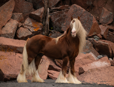 HorseID: 2309364 SSFR Light My Fire - PhotoID: 1093756