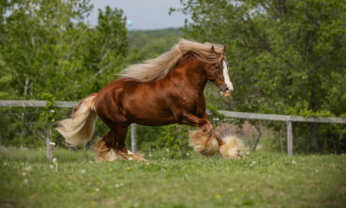 HorseID: 2309364 SSFR Light My Fire - PhotoID: 1093757