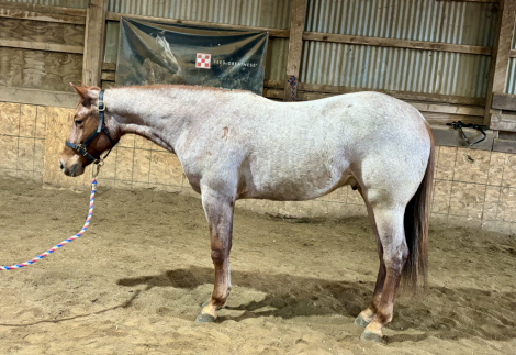 HorseID: 2309371 Fire N Ash - PhotoID: 1093758