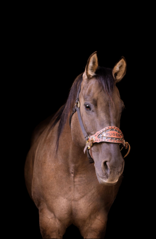 HorseID: 2309374 MIGHTY FINE RIDE - PhotoID: 1093759