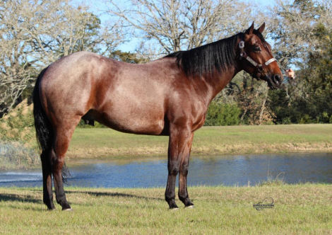 HorseID: 2309376 BET HESA GYPSY TOO - PhotoID: 1093760