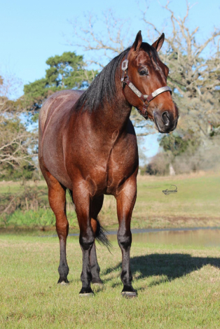 HorseID: 2309376 BET HESA GYPSY TOO - PhotoID: 1093761