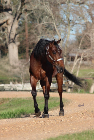 HorseID: 2309376 BET HESA GYPSY TOO - PhotoID: 1093762