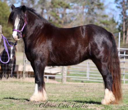 HorseID: 2309383 Clarion Call Timeless - PhotoID: 1093764