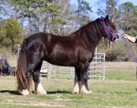 HorseID: 2309383 Clarion Call Timeless - PhotoID: 1093765