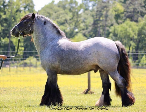 HorseID: 2309383 Clarion Call Timeless - PhotoID: 1093766