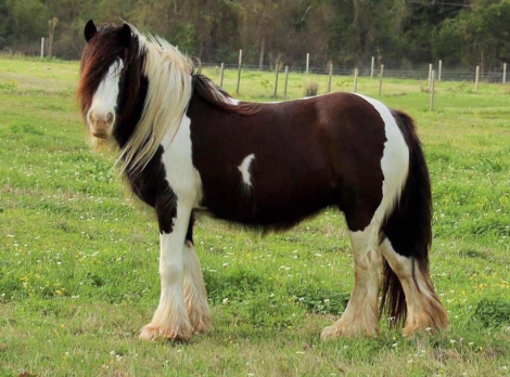 HorseID: 2309383 Clarion Call Timeless - PhotoID: 1093767