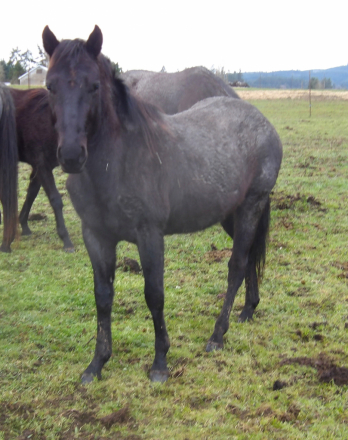 HorseID: 2309389 XXX BLUBONES HANCOCK - PhotoID: 1093768