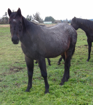 HorseID: 2309390 XXX ROANBONE HANCOCK - PhotoID: 1093769