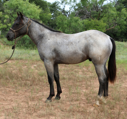 HorseID: 2309394 MT Rowdy Blitz - PhotoID: 1093793