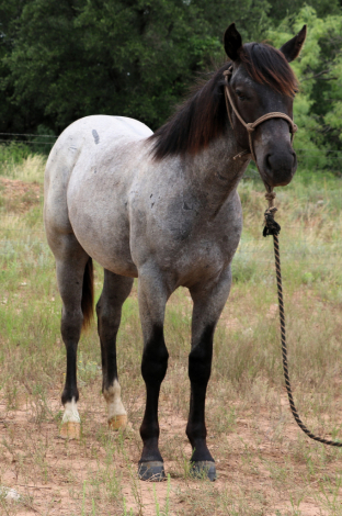 HorseID: 2309394 MT Rowdy Blitz - PhotoID: 1093794