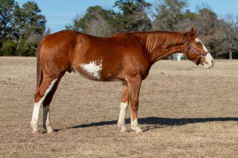 HorseID: 2309396 Jerry Ace - PhotoID: 1093771