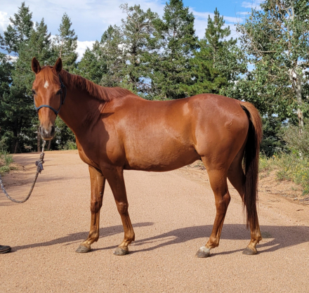 HorseID: 2309403 Highh Accuracy - PhotoID: 1093777