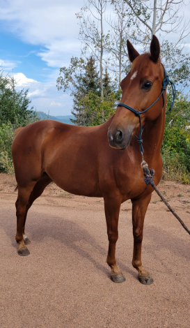 HorseID: 2309403 Highh Accuracy - PhotoID: 1093778
