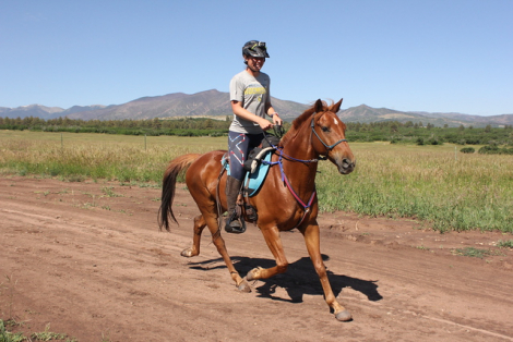 HorseID: 2309403 Highh Accuracy - PhotoID: 1093779