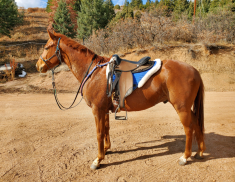 HorseID: 2309403 Highh Accuracy - PhotoID: 1093780