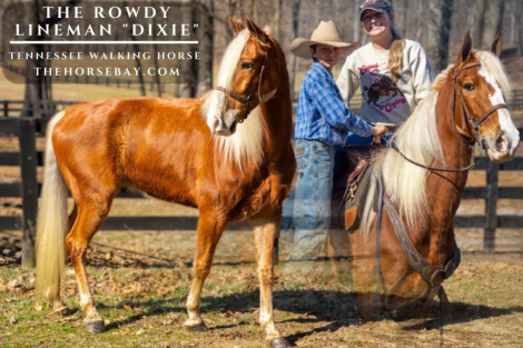 HorseID: 2309412 The Rowdy Lineman - PhotoID: 1093789