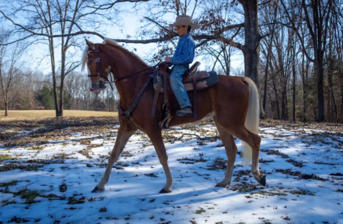 HorseID: 2309412 The Rowdy Lineman - PhotoID: 1093790