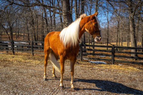 HorseID: 2309412 The Rowdy Lineman - PhotoID: 1093791