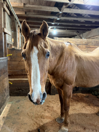 HorseID: 2309418 Callie - PhotoID: 1093798