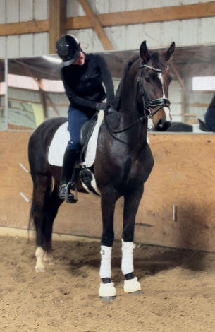 HorseID: 2309419 SUNDERSTONE DS - PhotoID: 1093799