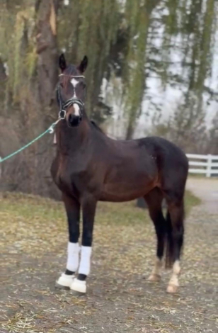 HorseID: 2309419 SUNDERSTONE DS - PhotoID: 1093800