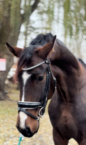 HorseID: 2309419 SUNDERSTONE DS - PhotoID: 1093801