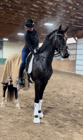 HorseID: 2309419 SUNDERSTONE DS - PhotoID: 1093805