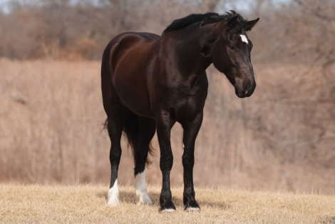 HorseID: 2309421 Pearl - PhotoID: 1093808